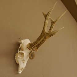 Rehgeweih Medaillenklasse Bronze 455 g CIC 105,63 IP HL bis 28 cm kapitaler Bock Reh Geweih Gehörn