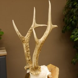 Rehgeweih Medaillenklasse Bronze 455 g CIC 105,63 IP HL bis 28 cm kapitaler Bock Reh Geweih Gehörn