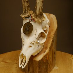 Rehgeweih Medaillenklasse Bronze 455 g CIC 105,63 IP HL bis 28 cm kapitaler Bock Reh Geweih Gehörn