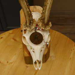 Rehgeweih Medaillenklasse Bronze 455 g CIC 105,63 IP HL bis 28 cm kapitaler Bock Reh Geweih Gehörn