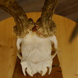 Rehgeweih Medaillenklasse Bronze 455 g CIC 105,63 IP HL bis 28 cm kapitaler Bock Reh Geweih Gehörn