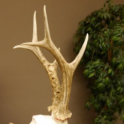 Rehgeweih Medaillenklasse Bronze 455 g CIC 105,63 IP HL bis 28 cm kapitaler Bock Reh Geweih Gehörn