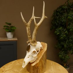 Rehgeweih Medaillenklasse Bronze 455 g CIC 105,63 IP HL bis 28 cm kapitaler Bock Reh Geweih Gehörn