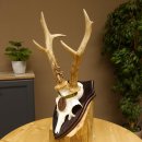 Rehgeweih Medaillenklasse Bronze 370 g CIC 105,83 IP HL bis 25,1 cm kapitaler Bock Reh Geweih Gehörn Schild