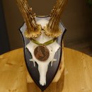 Rehgeweih Medaillenklasse Bronze 370 g CIC 105,83 IP HL bis 25,1 cm kapitaler Bock Reh Geweih Gehörn Schild