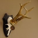 Rehgeweih Medaillenklasse Bronze 370 g CIC 105,83 IP HL bis 25,1 cm kapitaler Bock Reh Geweih Gehörn Schild