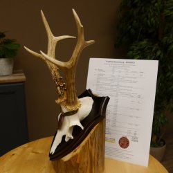 Rehgeweih Medaillenklasse Bronze 370 g CIC 105,83 IP HL bis 25,1 cm kapitaler Bock Reh Geweih Gehörn Schild