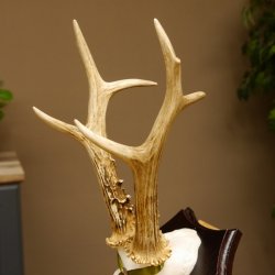 Rehgeweih Medaillenklasse Bronze 370 g CIC 105,83 IP HL bis 25,1 cm kapitaler Bock Reh Geweih Gehörn Schild