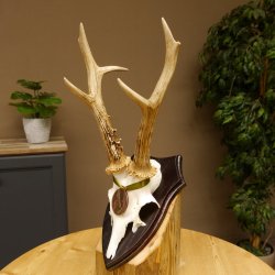 Rehgeweih Medaillenklasse Bronze 370 g CIC 105,83 IP HL bis 25,1 cm kapitaler Bock Reh Geweih Gehörn Schild