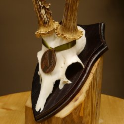 Rehgeweih Medaillenklasse Bronze 370 g CIC 105,83 IP HL bis 25,1 cm kapitaler Bock Reh Geweih Gehörn Schild