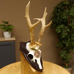 Rehgeweih Medaillenklasse Bronze 370 g CIC 105,83 IP HL bis 25,1 cm kapitaler Bock Reh Geweih Gehörn Schild