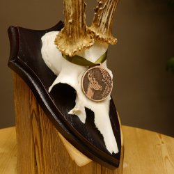 Rehgeweih Medaillenklasse Bronze 370 g CIC 105,83 IP HL bis 25,1 cm kapitaler Bock Reh Geweih Gehörn Schild