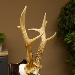 Rehgeweih Medaillenklasse Bronze 370 g CIC 105,83 IP HL bis 25,1 cm kapitaler Bock Reh Geweih Gehörn Schild