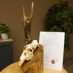 Rehgeweih Medaillenklasse Bronze 460 g CIC 107,75 IP HL bis 26 cm kapitaler Bock Reh Geweih Gehörn Schild