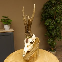 Rehgeweih Medaillenklasse Bronze 460 g CIC 107,75 IP HL bis 26 cm kapitaler Bock Reh Geweih Gehörn Schild