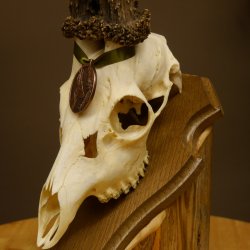 Rehgeweih Medaillenklasse Bronze 460 g CIC 107,75 IP HL bis 26 cm kapitaler Bock Reh Geweih Gehörn Schild