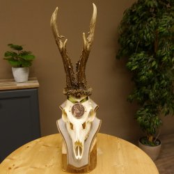 Rehgeweih Medaillenklasse Bronze 460 g CIC 107,75 IP HL bis 26 cm kapitaler Bock Reh Geweih Gehörn Schild