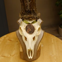 Rehgeweih Medaillenklasse Bronze 460 g CIC 107,75 IP HL bis 26 cm kapitaler Bock Reh Geweih Gehörn Schild