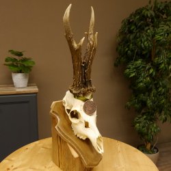 Rehgeweih Medaillenklasse Bronze 460 g CIC 107,75 IP HL bis 26 cm kapitaler Bock Reh Geweih Gehörn Schild