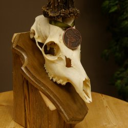 Rehgeweih Medaillenklasse Bronze 460 g CIC 107,75 IP HL bis 26 cm kapitaler Bock Reh Geweih Gehörn Schild