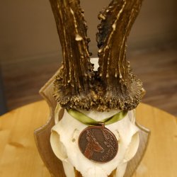 Rehgeweih Medaillenklasse Bronze 460 g CIC 107,75 IP HL bis 26 cm kapitaler Bock Reh Geweih Gehörn Schild