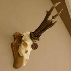 Rehgeweih Medaillenklasse Bronze 460 g CIC 107,75 IP HL bis 26 cm kapitaler Bock Reh Geweih Gehörn Schild