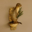 Hermelin Wiesel Sommer Fell Präparat Höhe 31 cm...