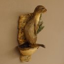 Hermelin Wiesel Sommer Fell Präparat Höhe 31 cm...