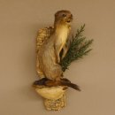 Hermelin Wiesel Sommer Fell Präparat Höhe 31 cm Altpräparat Tierpräparat 89.2.85