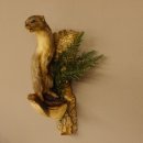 Hermelin Wiesel Sommer Fell Präparat Höhe 31 cm Altpräparat Tierpräparat 89.2.85