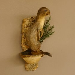 Hermelin Wiesel Sommer Fell Präparat Höhe 31 cm Altpräparat Tierpräparat 89.2.85