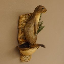 Hermelin Wiesel Sommer Fell Präparat Höhe 31 cm Altpräparat Tierpräparat 89.2.85