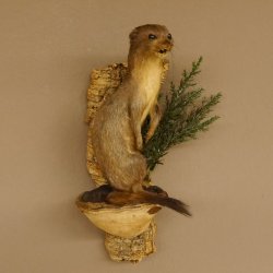 Hermelin Wiesel Sommer Fell Präparat Höhe 31 cm Altpräparat Tierpräparat 89.2.85
