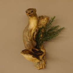Hermelin Wiesel Sommer Fell Präparat Höhe 31 cm Altpräparat Tierpräparat 89.2.85