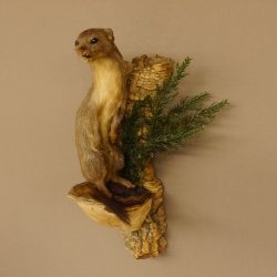 Hermelin Wiesel Sommer Fell Präparat Höhe 31 cm Altpräparat Tierpräparat 89.2.85