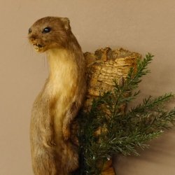 Hermelin Wiesel Sommer Fell Präparat Höhe 31 cm Altpräparat Tierpräparat 89.2.85