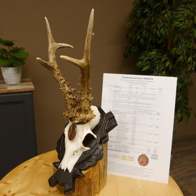 Rehgeweih Medaillenklasse Bronze 365 g CIC 107,98 IP HL bis 25,7 cm kapitaler Bock Reh Geweih Gehörn Schild