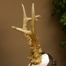 Rehgeweih Medaillenklasse Bronze 365 g CIC 107,98 IP HL bis 25,7 cm kapitaler Bock Reh Geweih Gehörn Schild