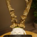 Rehgeweih Medaillenklasse Bronze 365 g CIC 107,98 IP HL bis 25,7 cm kapitaler Bock Reh Geweih Gehörn Schild