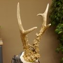 Rehgeweih Medaillenklasse Bronze 365 g CIC 107,98 IP HL bis 25,7 cm kapitaler Bock Reh Geweih Gehörn Schild