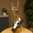 Rehgeweih Medaillenklasse Bronze 365 g CIC 107,98 IP HL bis 25,7 cm kapitaler Bock Reh Geweih Gehörn Schild