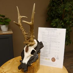 Rehgeweih Medaillenklasse Bronze 365 g CIC 107,98 IP HL bis 25,7 cm kapitaler Bock Reh Geweih Gehörn Schild