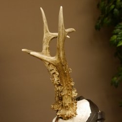 Rehgeweih Medaillenklasse Bronze 365 g CIC 107,98 IP HL bis 25,7 cm kapitaler Bock Reh Geweih Gehörn Schild