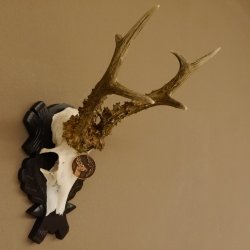 Rehgeweih Medaillenklasse Bronze 365 g CIC 107,98 IP HL bis 25,7 cm kapitaler Bock Reh Geweih Gehörn Schild