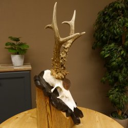 Rehgeweih Medaillenklasse Bronze 365 g CIC 107,98 IP HL bis 25,7 cm kapitaler Bock Reh Geweih Gehörn Schild