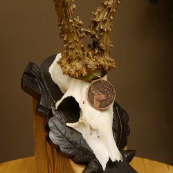 Rehgeweih Medaillenklasse Bronze 365 g CIC 107,98 IP HL bis 25,7 cm kapitaler Bock Reh Geweih Gehörn Schild