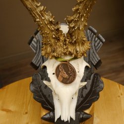 Rehgeweih Medaillenklasse Bronze 365 g CIC 107,98 IP HL bis 25,7 cm kapitaler Bock Reh Geweih Gehörn Schild