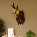 Gams Gamskopf Gamshaupt Gemse Bronzemedaille CIC 101,3 IP...