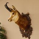 Gams Gamskopf Gamshaupt Gemse Bronzemedaille CIC 101,3 IP...