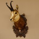 Gams Gamskopf Gamshaupt Gemse Bronzemedaille CIC 101,3 IP HL 24,1 cm Kopf Präparat Haupt Schild